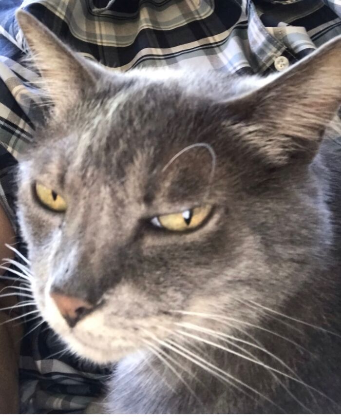 Mistletoe Who I Found On A Wintry Night On My Way Home. Little Thing Climbed Right Up My Leg.