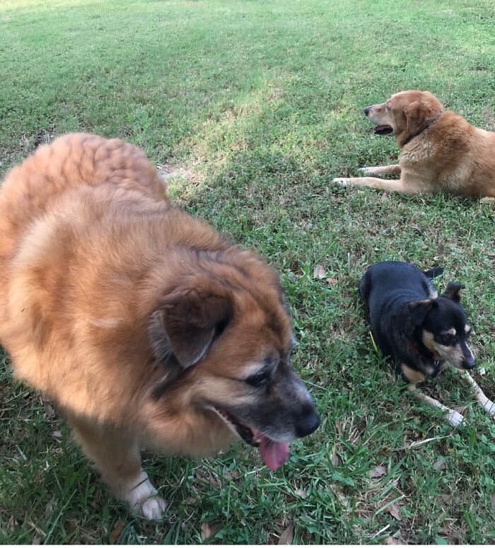 Shelby From ‘Life’ On A Chain, Scrappy Was A Stray, And Bailey’s Student Was Flying Back Home.