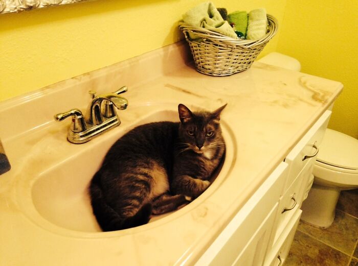 Ping - Found Behind A Chinese Restaurant When Mulan Was My Kid’s Favorite Movie.