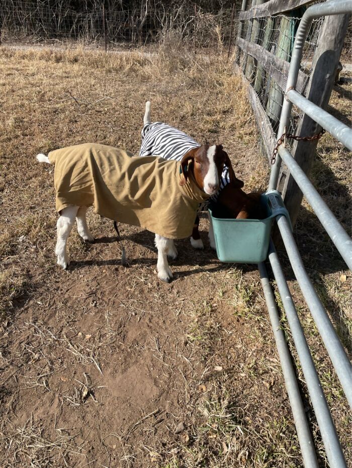 4h Show Goats Rescued From The Meat Market That They Were Headed For.