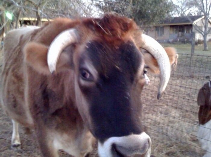 Jeeves- A Dying Newborn Calf That A Farmer Selling His Calves Had No Use For. We Bottle Fed Him