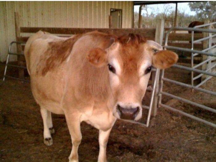 Patches- The Other Barely Alive Newborn Calf We Bottle Fed Back To Life.
