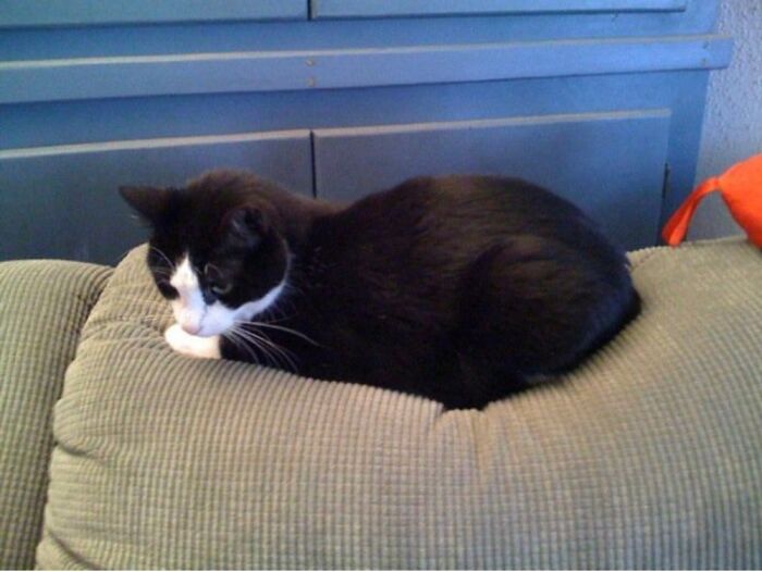 Penny, Rescued From A Shelter. (Rescuers Down Under- Favorite Movie At The Time)