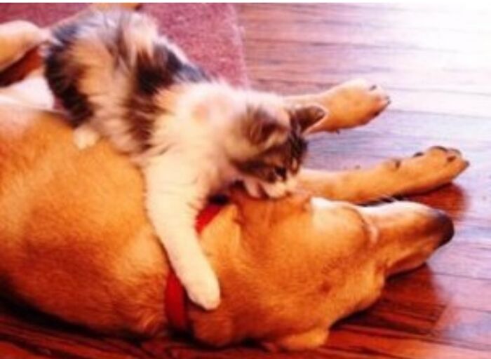 These Two Spent Lots Of Time Playing Together.