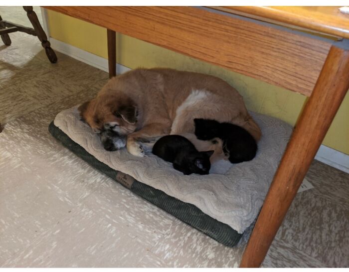 Shelby Provides A Cozy Bed For The Kitties.