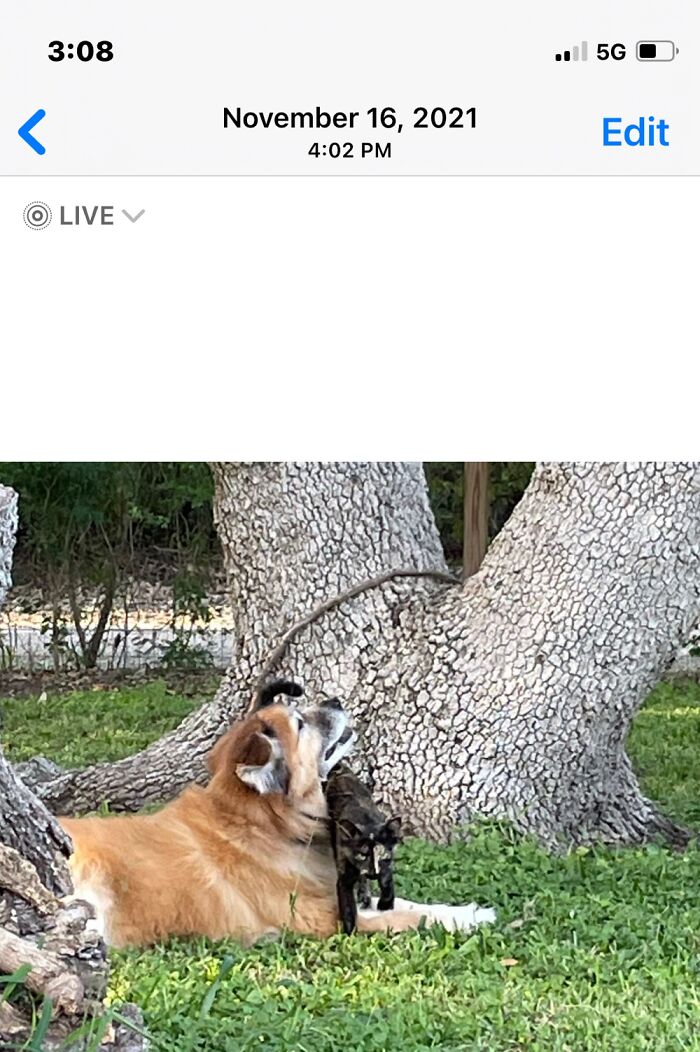 More Shelby- She’s A Terror If Someone Comes To The Door, But Such A Nice Guy With The Cats