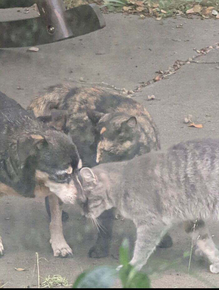 Not A Great Picture But These Guys Are In A Cuddle Huddle.