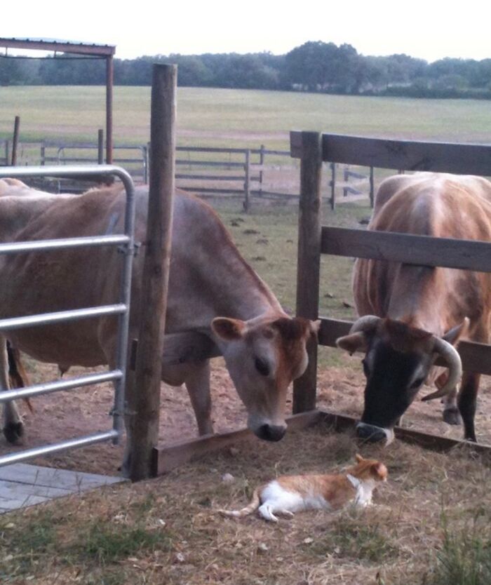 Patches, Jeeves, And Tarzan Enjoying Each Other’s Company.