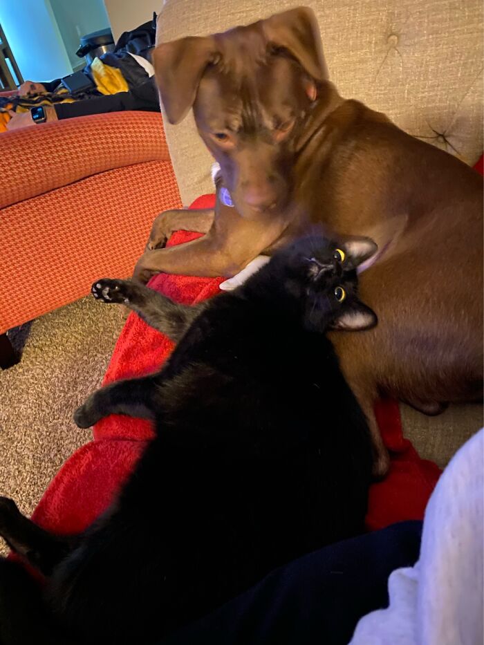 Midnight (Cat) Is Not Aware That He Is Not A Dog.