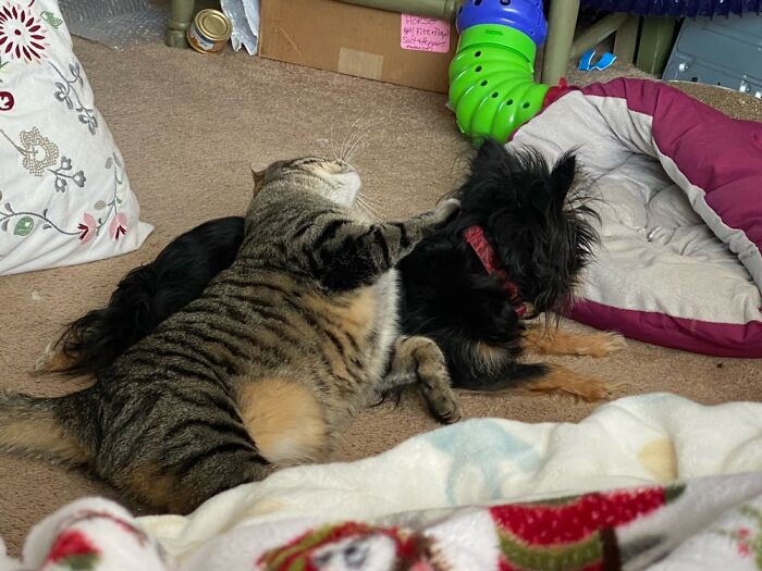 Joey Absolutely Loves His Layla Girl!!