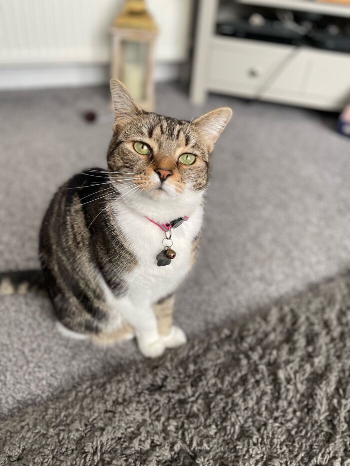 One Of My 2 Rescue Cats, Lola. She’s Now A Bit Of A Diva.