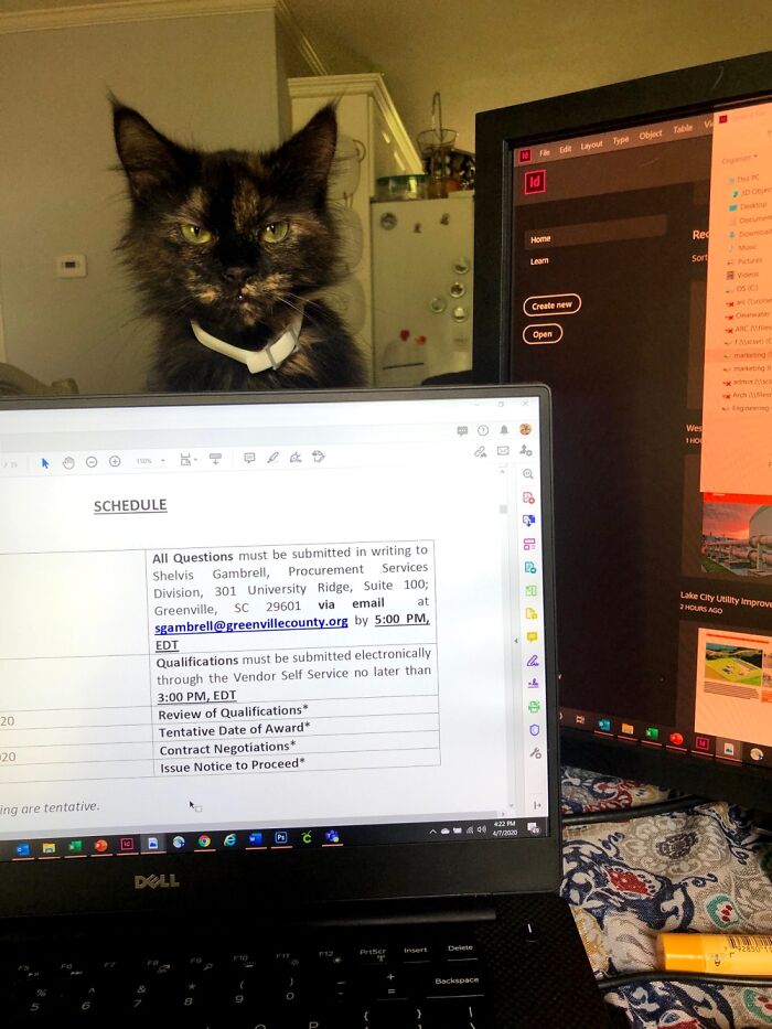 Mcmittens, Who Wasn’t A Fan Of Covid Work From Home Time.