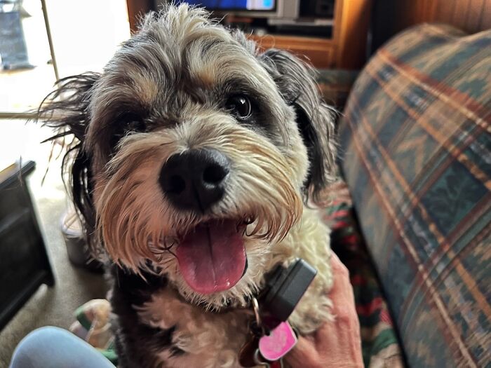 Skye, A Rescue With Incredible Separation Anxiety. She Has Seizures Occasionally. We Love Her.