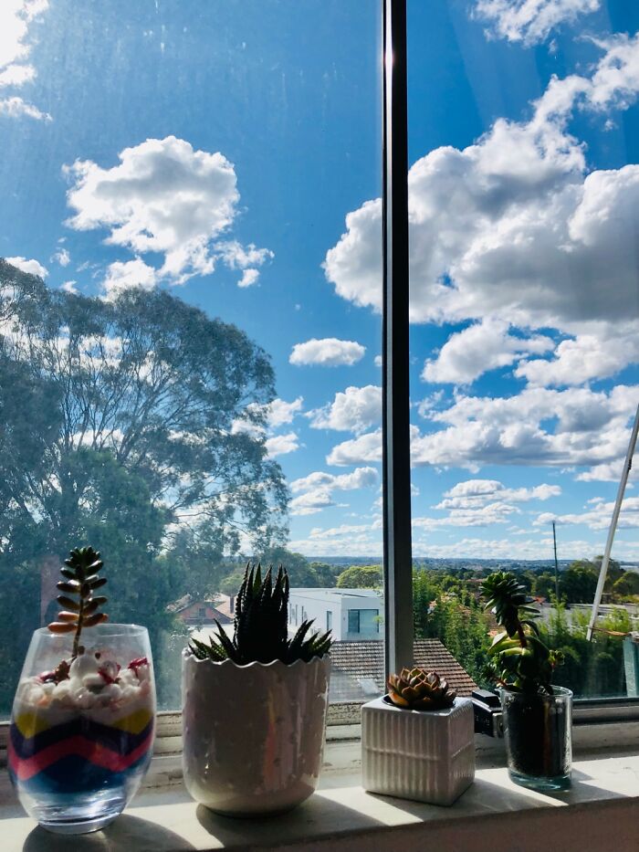 My Sunny Room Where The Succulent Do Well