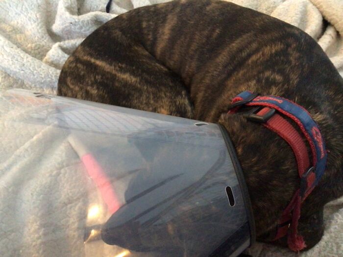 That Is Nala She Had A Tail Injury On February 5th But She Is Still Really Happy