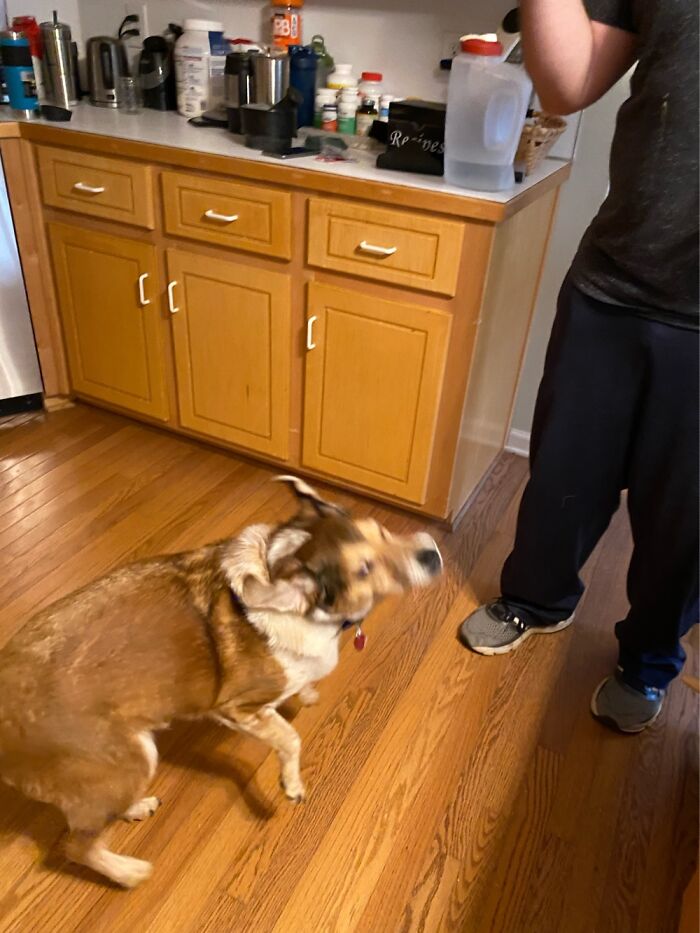 My Dog Trying Her Best To Catch Marshmellows