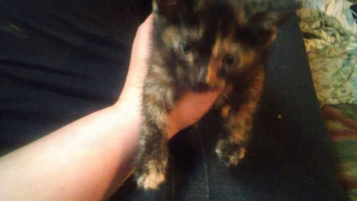 Jingles, A Few Weeks After Finding Her Under The House, Sick, Malnourished And With A Slight Cleft Pallet. She's The Queen Of The Roost 7 Years Later And Not Much Bigger.