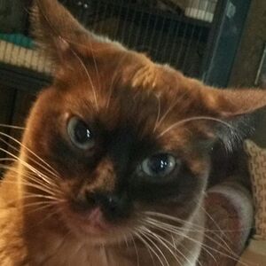 marybrommerich avatar