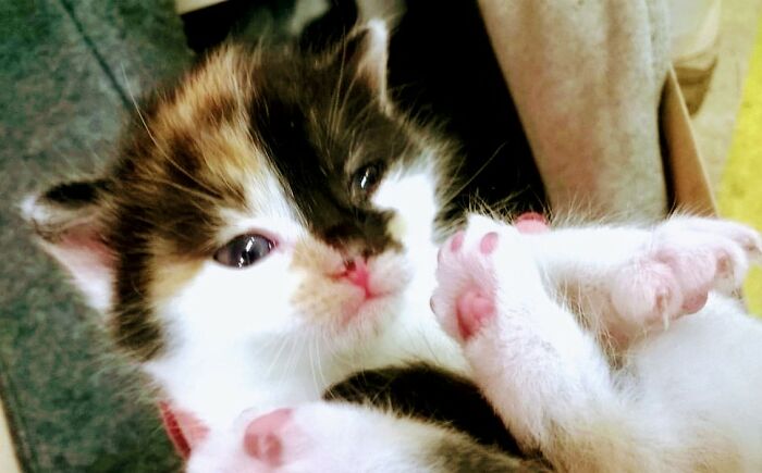 Amalia The Cat, 3 Weeks (She's 6 Yo Now, Much Bigger Cat And Bigger Assho*e, But I Still Love Her)