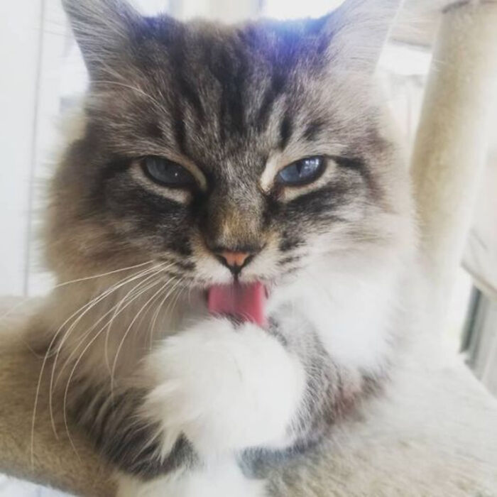 One Of My Rescues- Lola Was Just Diagnosed With Cancer.