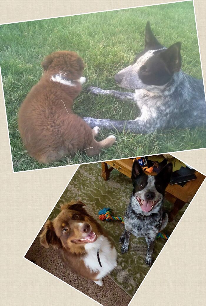 Loki And Henessey At Their First Meeting, And Them 3 Years Later. Henessey Has Such A Good Smile 😊