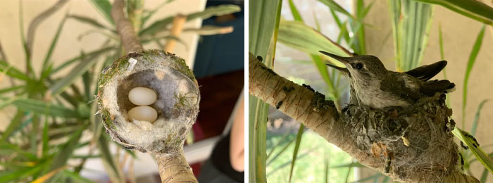 Pude ver a dos colibríes crecer en mi jardín, desde que eran huevos diminutos hasta ser pájaros independientes
