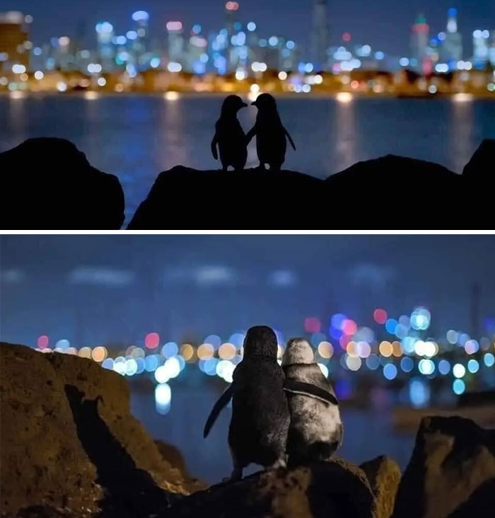 Foto ganadora de un premio en 2020, por Tobias Baumgaertner. Muestra a 2 pingüinos viudos que iban a ver el paisaje de Melbourne para consolarse mutuamente