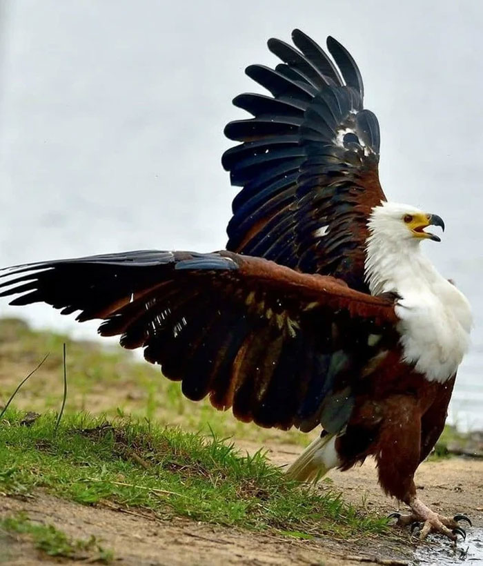 African Fish Eagle