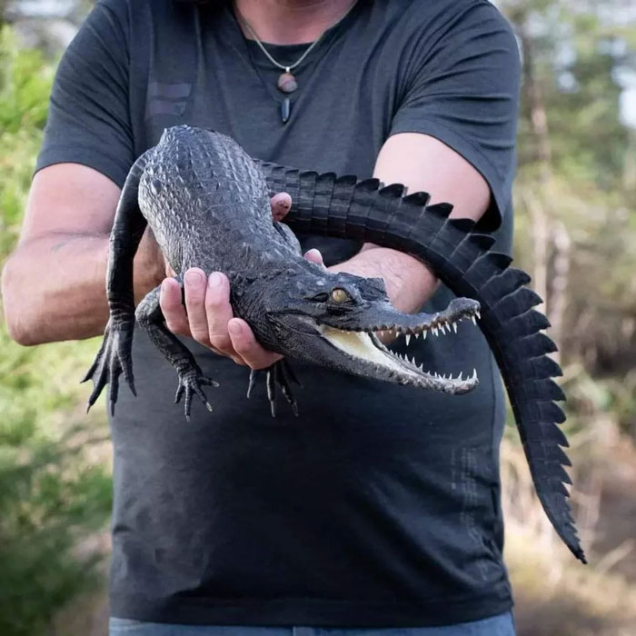 Rare Melanistic West African Slender-Snout Crocodile (Mecistops Cataphractus)