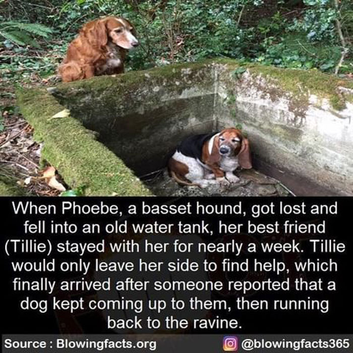 Two basset hounds showing incredible facts about loyalty shared on an Instagram account with rare and surprising stories.