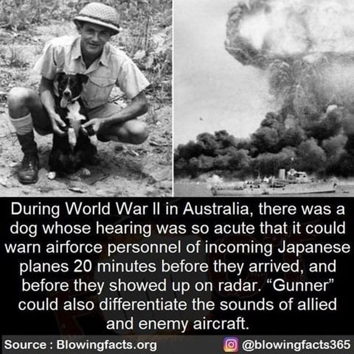 Black and white image showing a WWII soldier with a dog and text sharing an incredible fact from an Instagram account.