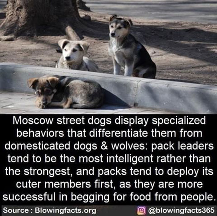 Three Moscow street dogs near a tree, illustrating incredible facts shared by this Instagram account.