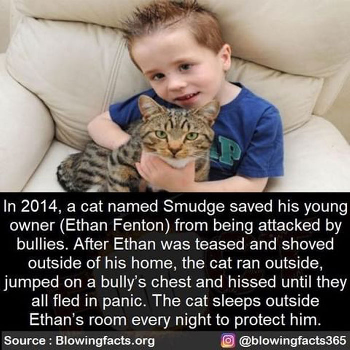 Young boy hugging a protective cat with an incredible fact about the cat saving its owner from bullies shared on Instagram.