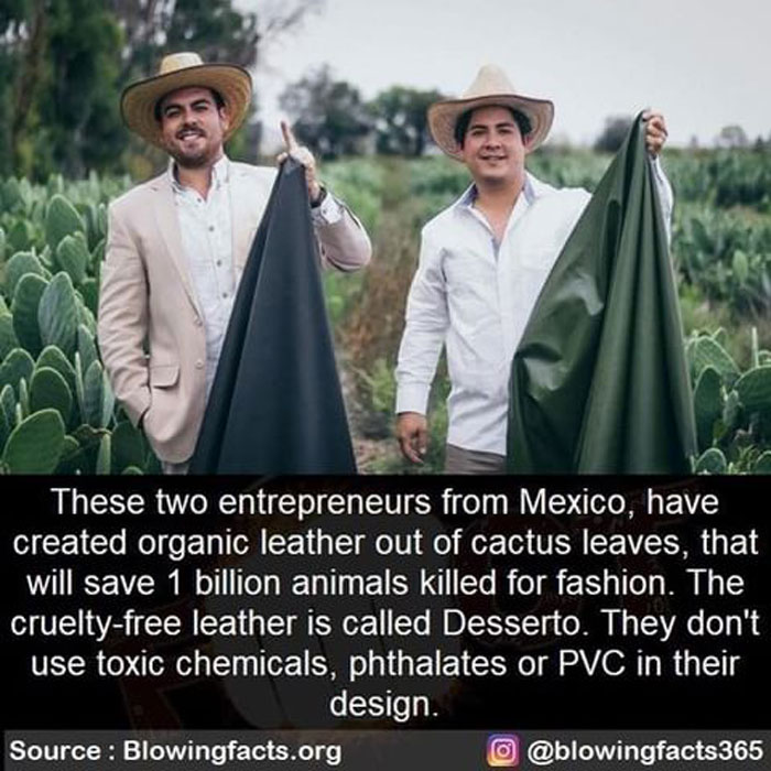 Two Mexican entrepreneurs hold organic cactus leather, featured on an Instagram account sharing incredible facts.