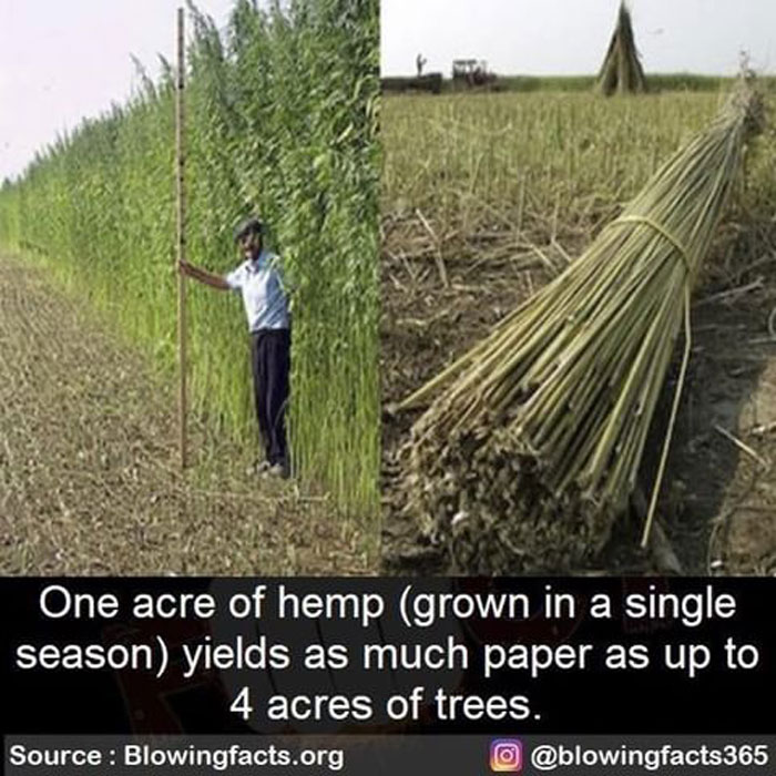 Man standing in hemp field holding a tall stalk next to a bundle of harvested hemp showing eco-friendly paper yield facts