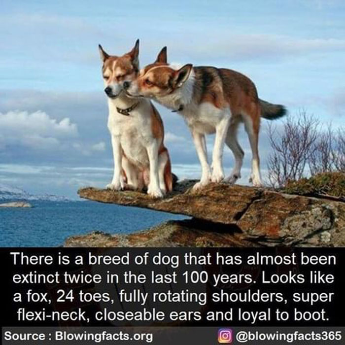 Dog Breed Looks Like A Fox