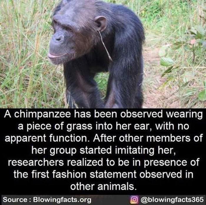 Chimpanzee wearing grass in ear, showing the first fashion statement in animals, from an Instagram account sharing incredible facts.