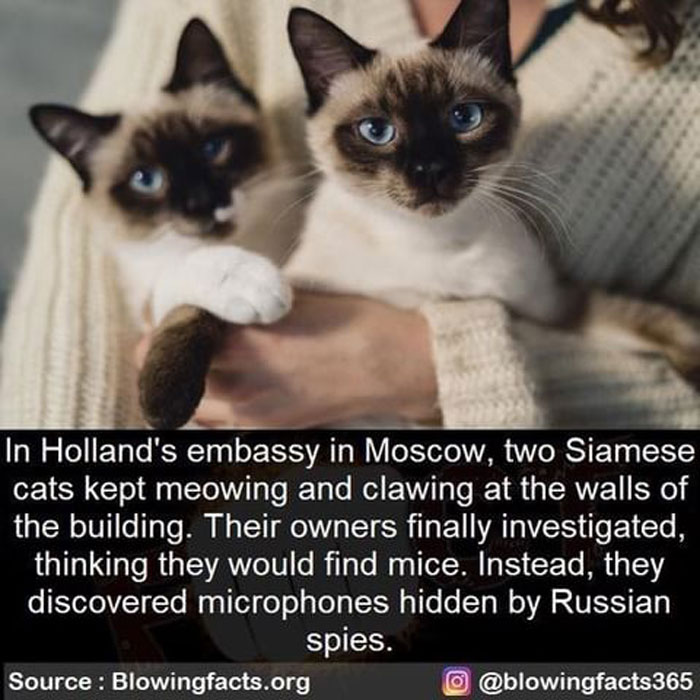 Two Siamese cats in a person’s arms reveal incredible facts about hidden microphones in Holland’s Moscow embassy.