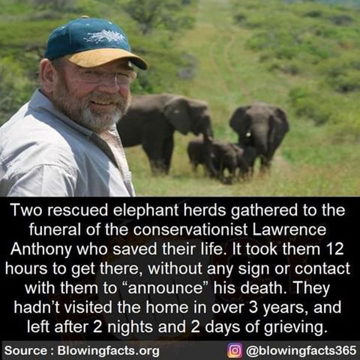 Man smiling with rescued elephant herds in the background, sharing incredible facts from an Instagram account.
