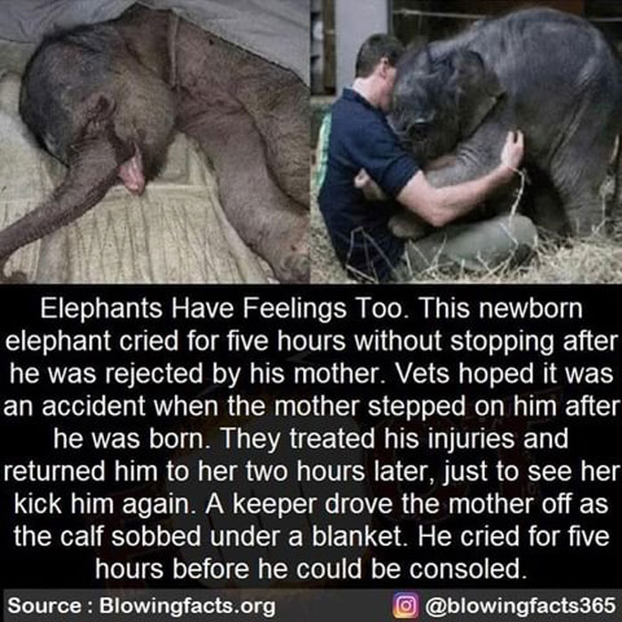 Newborn elephant rejected by mother cries for hours, showing emotional depth and incredible facts from an Instagram account.