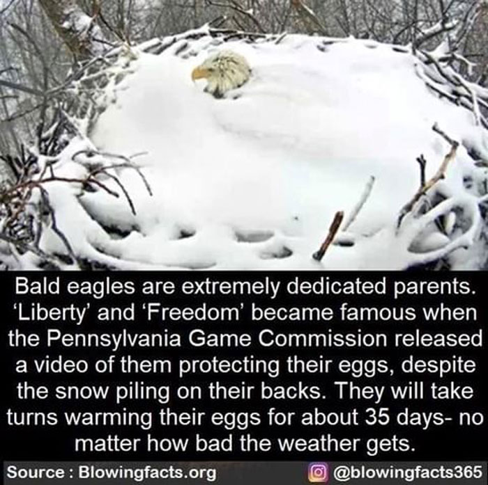 Bald Eagles