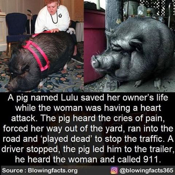 Pig named Lulu saved her owner’s life by alerting a driver during her heart attack in an incredible fact story.