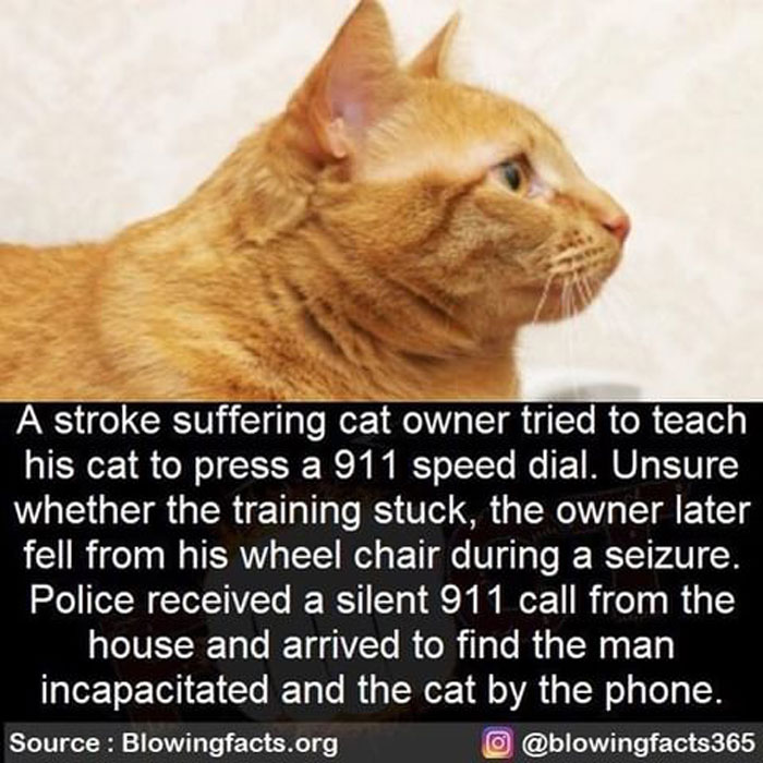 Orange cat with a caption about a stroke victim owner teaching the cat to press 911, shared by an Instagram facts account.