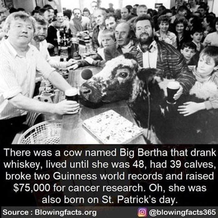Black and white photo of people with a cow at a bar, sharing incredible facts from a popular Instagram account.