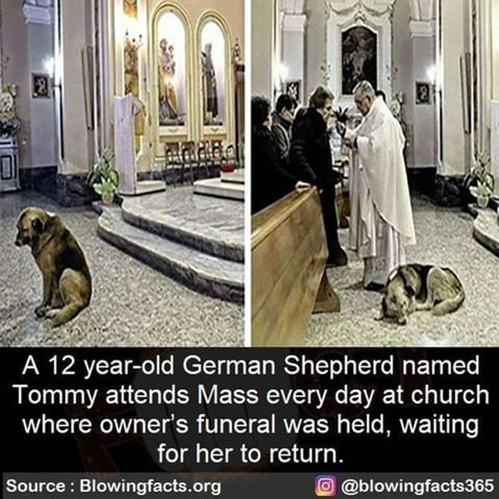 A 12-year-old German Shepherd attends church daily where owner’s funeral was held, sharing incredible facts on Instagram.