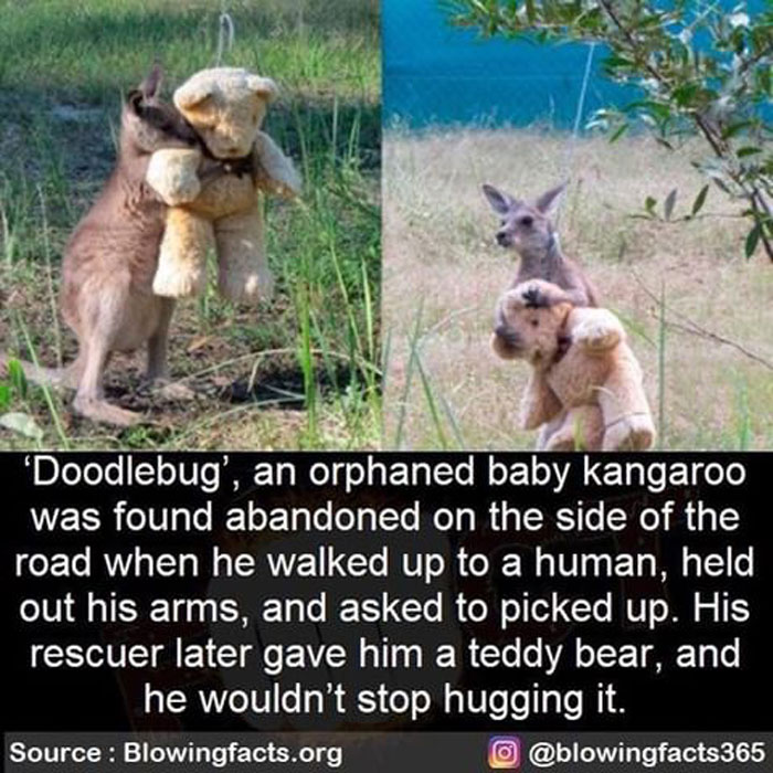 Orphaned baby kangaroo named Doodlebug hugs a teddy bear after being rescued, shared by an Instagram account with incredible facts.