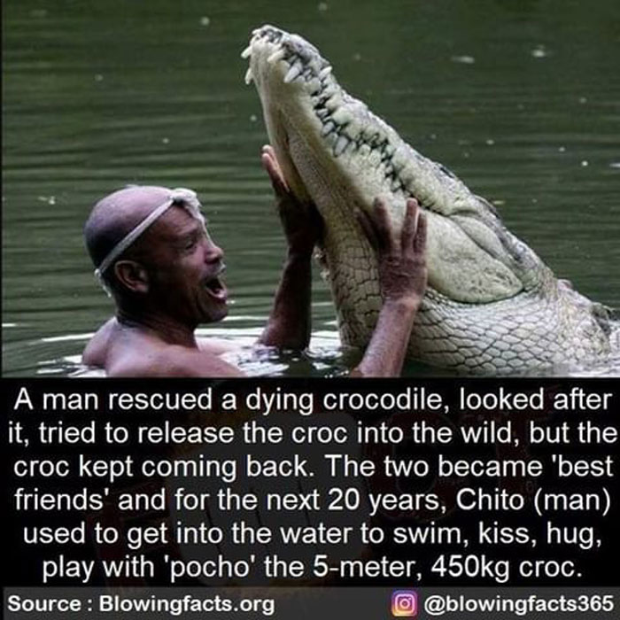 Man swimming and bonding with a large crocodile, illustrating incredible facts shared on a popular Instagram account.