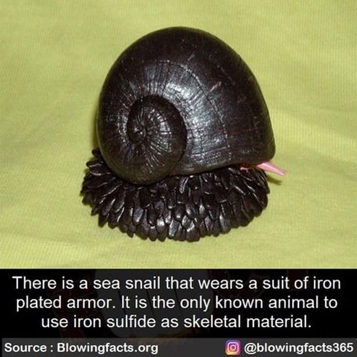 Sea Snail