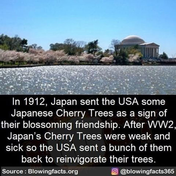 Cherry Trees