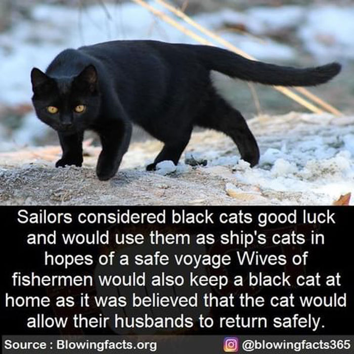 Black Cats